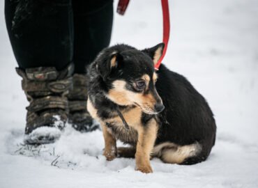 Šuo ieško namų Linksmakalnyje – Kleckas