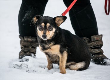 Šuo ieško namų Linksmakalnyje – Kleckas