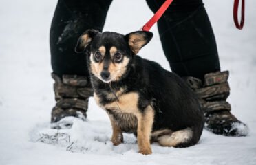 Šuo ieško namų Linksmakalnyje – Kleckas