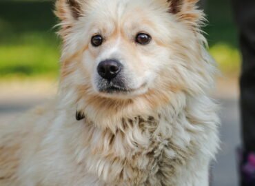 Dovanojamas šuo Linksmakalnyje – Kombucha