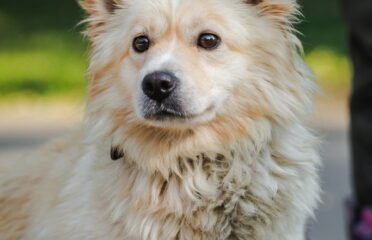 Dovanojamas šuo Linksmakalnyje – Kombucha