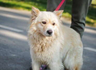 Dovanojamas šuo Linksmakalnyje – Kombucha