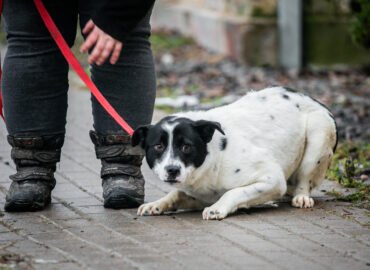 Kalytė ieško namų Linksmakalnyje – Kora