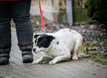 Kalytė ieško namų Linksmakalnyje – Kora