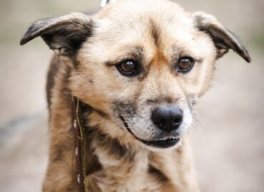 Dovanojamas šuo Linksmakalnyje – Kuskusas