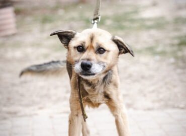 Dovanojamas šuo Linksmakalnyje – Kuskusas