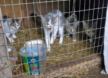 Prašome paramos katinėliams🙏