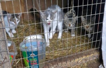 Prašome paramos katinėliams🙏