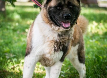 Kalytė ieško namų Linksmakalnyje – Laluna