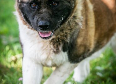 Kalytė ieško namų Linksmakalnyje – Laluna