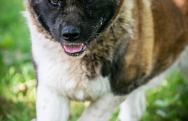 Kalytė ieško namų Linksmakalnyje – Laluna