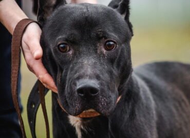 Dovanojamas šuo Linksmakalnyje – Lando