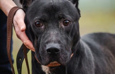 Dovanojamas šuo Linksmakalnyje – Lando