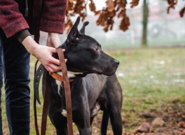 Dovanojamas šuo Linksmakalnyje – Lando