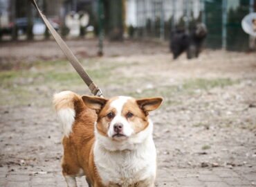 Dovanojamas šuo Linksmakalnyje – Lavašas