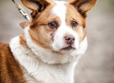 Dovanojamas šuo Linksmakalnyje – Lavašas