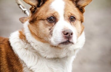 Dovanojamas šuo Linksmakalnyje – Lavašas