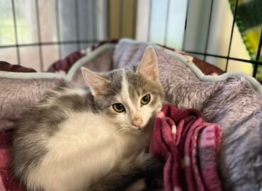 Prašome paramos katinėliams🙏