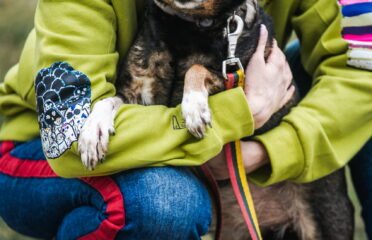 Kalytė ieško namų Linksmakalnyje – Levanda