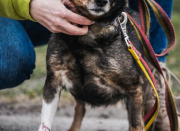 Kalytė ieško namų Linksmakalnyje – Levanda