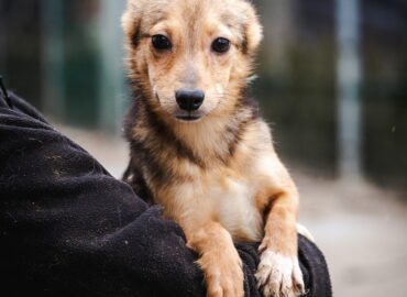 Dovanojamas šuo Linksmakalnyje – Levis