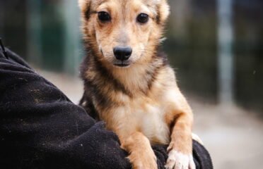 Dovanojamas šuo Linksmakalnyje – Levis