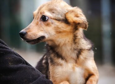 Dovanojamas šuo Linksmakalnyje – Levis