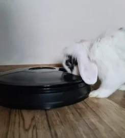 Automatinis gyvūnų maisto dozatorius