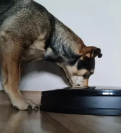 Automatinis gyvūnų maisto dozatorius