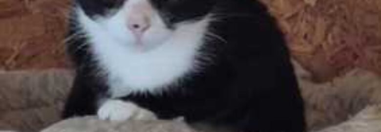 Dovanojama katė Mažeikiuose