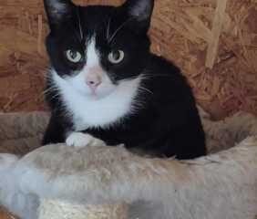 Dovanojama katė Mažeikiuose