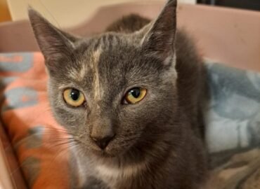 Dovanojama katė Kaune – Doli