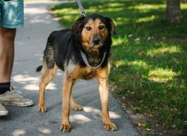 Šuo ieško namų Linksmakalnyje – Lordas