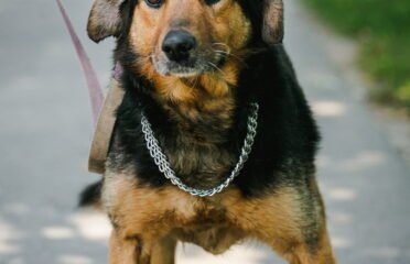 Šuo ieško namų Linksmakalnyje – Lordas