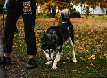 Šuo ieško namų Linksmakalnyje – Lota