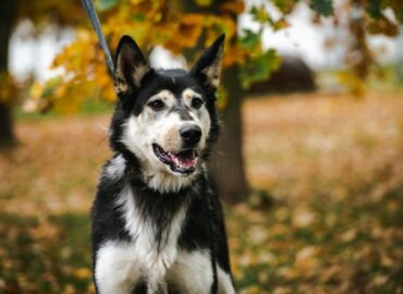 Šuo ieško namų Linksmakalnyje – Lota