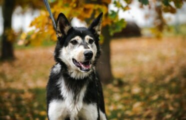 Šuo ieško namų Linksmakalnyje – Lota