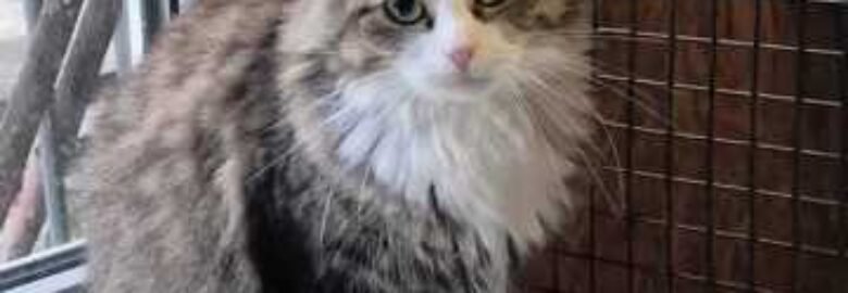 Dovanojama katė Mažeikiuose