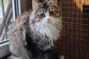 Dovanojama katė Mažeikiuose