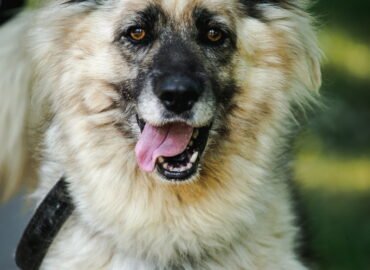 Šuo ieško namų Linksmakalnyje – Mačo