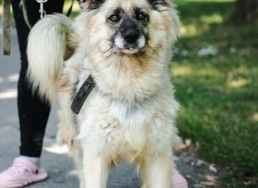 Šuo ieško namų Linksmakalnyje – Mačo