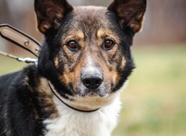 Dovanojamas šuo Linksmakalnyje – Makalius