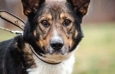 Dovanojamas šuo Linksmakalnyje – Makalius