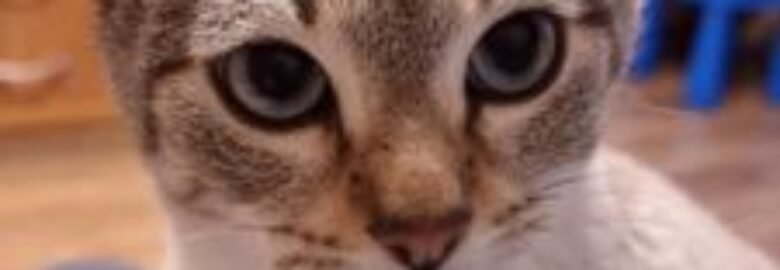 Dovanojama katė Mažeikiuose