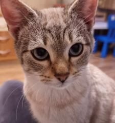 Dovanojama katė Mažeikiuose