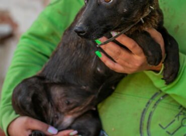 Dovanojamas šuo Linksmakalnyje – Manų košė