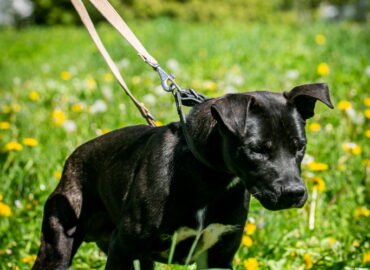 Šuo ieško namų Linksmakalnyje – Markas