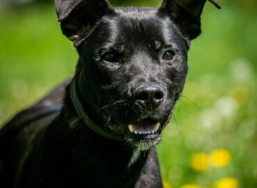 Šuo ieško namų Linksmakalnyje – Markas