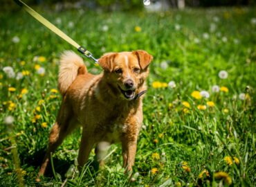 Šuo ieško namų Linksmakalnyje – Marokas