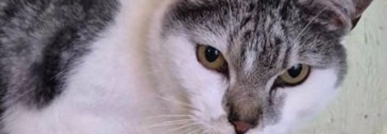 Dovanojama katė Mažeikiuose